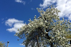 IMG_2299_37-1