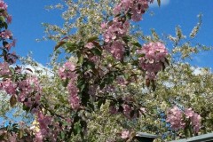 IMG_2311_37-1