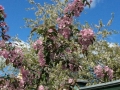 IMG_2311_37-1